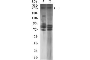 Western blot analysis using TET2 mouse mAb against HL-60 (1) and SK-N-SH (2) cell lysate.