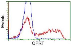 HEK293T cells transfected with either RC202960 overexpress plasmid (Red) or empty vector control plasmid (Blue) were immunostained by anti-QPRT antibody (ABIN2453565), and then analyzed by flow cytometry. (QPRT anticorps)