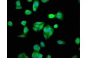 Immunofluorescence staining of HepG2 cells with ABIN7168353 at 1:33, counter-stained with DAPI.