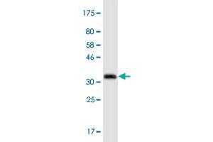 Western Blot detection against Immunogen (36.