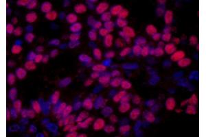 Immunofluorescence (IF) image for anti-High Mobility Group Nucleosome Binding Domain 1 (HMGN1) (AA 90-100) antibody (ABIN7448975) (HMGN1 anticorps  (AA 90-100))