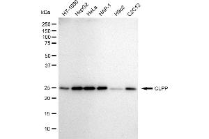 Western blotting analysis using CLPP antibody (ABIN7798100).
