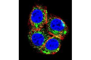 Confocal immunofluorescent analysis of NR3C1 Antibody (C-term) (ABIN651060 and ABIN2840054) with Hela cell followed by Alexa Fluor 488-conjugated goat anti-rabbit lgG (green).