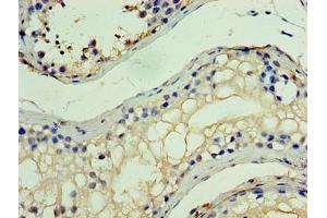 Immunohistochemistry of paraffin-embedded human testis tissue using ABIN7155278 at dilution of 1:100