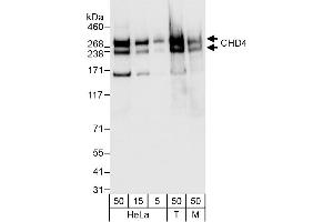 Western Blotting (WB) image for anti-Chromodomain Helicase DNA Binding Protein 4 (CHD4) (AA 1625-1675) antibody (ABIN7450116)