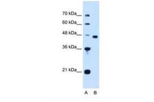 Image no. 1 for anti-Proliferation-Associated 2G4, 38kDa (PA2G4) (AA 178-227) antibody (ABIN321304) (PA2G4 anticorps  (AA 178-227))