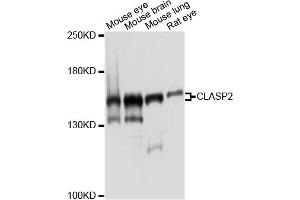 Western blot analysis of extracts of various cell lines, using CLASP2 antibody. (CLASP2 anticorps)