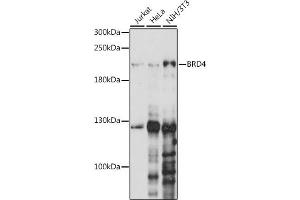 Western blot analysis of extracts of various cell lines, using BRD4 antibody (ABIN6127508, ABIN6137653, ABIN6137654 and ABIN7101457) at 1:1000 dilution. (BRD4 anticorps  (AA 1100-1200))