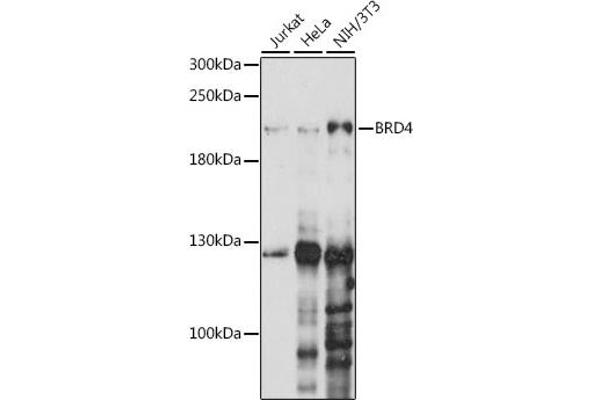 BRD4 anticorps  (AA 1100-1200)