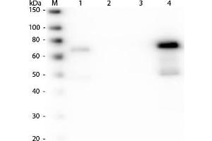 Western Blotting (WB) image for Goat anti-Chicken IgM antibody - Preadsorbed (ABIN102563)