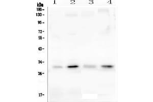 Western blot analysis of PEF1 using anti-PEF1 antibody (ABIN6719632).