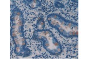 IHC-P analysis of Human Stomach Tissue, with DAB staining. (ITLN1/Omentin anticorps  (AA 31-253))