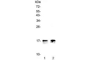 Western blot testing of 1) rat heart and 2) mouse heart lysate with COX4I1 antibody at 0. (COX IV anticorps)
