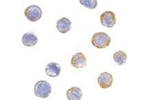 Immunocytochemistry of GFR alpha 2 in HeLa cells with AP30362PU-N GFR alpha 2 antibody at 5 μg/ml.