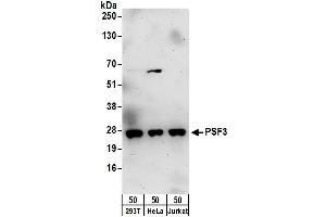 Western Blotting (WB) image for anti-GINS Complex Subunit 3 (Psf3 Homolog) (GINS3) (AA 166-216) antibody (ABIN7455007)
