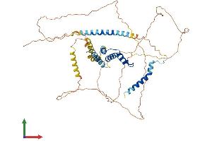 AlphaFold protein structure predicition of Human Recombinant ACBD5 Protein, UniprotID Q5T8D3