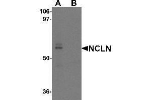 Western blot analysis of NCLN in mouse heart tissue lysate with NCLN antibody at 0. (Nicalin anticorps  (N-Term))