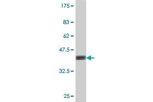 Western Blot detection against Immunogen (37 KDa) .