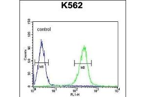 WDR49 Antibody (C-term) (ABIN654826 and ABIN2844501) flow cytometric analysis of K562 cells (right histogram) compared to a negative control cell (left histogram). (WDR49 anticorps  (C-Term))