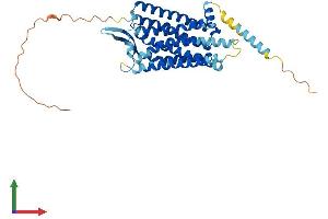 AlphaFold protein structure predicition of Human Recombinant NPY2R Protein, UniprotID P49146