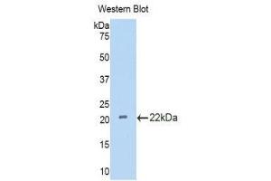 Western Blotting (WB) image for anti-Interleukin 18 Binding Protein (IL18BP) (AA 29-193) antibody (ABIN1859370) (IL18BP anticorps  (AA 29-193))