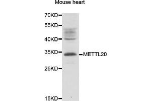 METTL20 antibody