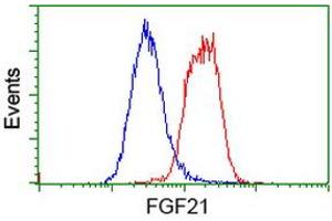 Flow cytometric Analysis of Hela cells, using anti-FGF21 antibody (ABIN2454535), (Red), compared to a nonspecific negative control antibody, (Blue). (FGF21 anticorps  (AA 29-209))