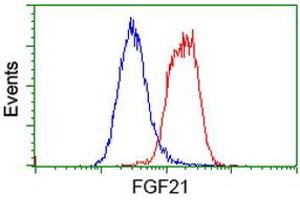 Flow cytometric Analysis of Hela cells, using anti-FGF21 antibody (ABIN2454535), (Red), compared to a nonspecific negative control antibody, (Blue). (FGF21 anticorps  (AA 29-209))