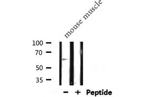 Western blot analysis of TCF4/12 expression in Mouse muscle lysate (TCF4/12 anticorps)