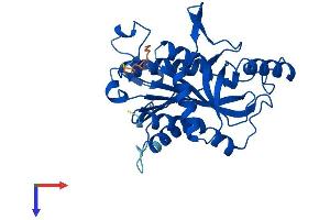 AlphaFold protein structure predicition of Human Recombinant UPP1 Protein, UniprotID Q16831