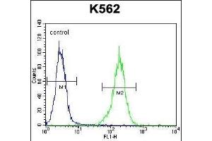 NKAIN1 Antibody (C-term) (ABIN656410 and ABIN2845704) flow cytometric analysis of K562 cells (right histogram) compared to a negative control cell (left histogram). (NKAIN1 anticorps  (C-Term))