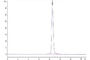 The purity of Human CD3E&CD3G is greater than 95 % as determined by SEC-HPLC.