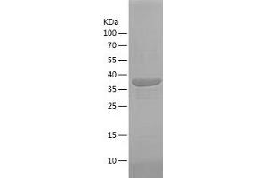 Western Blotting (WB) image for Family with Sequence Similarity 3, Member C (FAM3C) (AA 96-227) protein (His-IF2DI Tag) (ABIN7122882)
