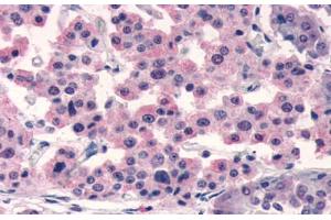 Anti-SSTR5 antibody  ABIN1049366 IHC staining of human pancreas. (SSTR5 anticorps  (C-Term))