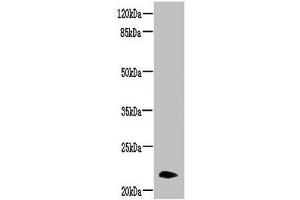 Western blot All lanes: NRSN2 antibody at 3 μg/mL + Mouse liver tissue Secondary Goat polyclonal to rabbit IgG at 1/10000 dilution Predicted band size: 22 kDa Observed band size: 22 kDa (NRSN2 anticorps  (AA 1-65))