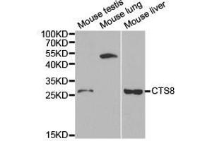 Western Blotting (WB) image for anti-Cystatin 8 (CST8) antibody (ABIN1872052)