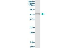 Immunoprecipitation of HDAC3 transfected lysate using anti-HDAC3 MaxPab rabbit polyclonal antibody and Protein A Magnetic Bead , and immunoblotted with HDAC3 MaxPab mouse polyclonal antibody (B01) .