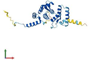 AlphaFold protein structure predicition of Human Recombinant ROPN1L Protein, UniprotID Q96C74