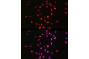 Immunofluorescence analysis of NIH/3T3 cells using MonoMethyl-Histone H3-K18 Rabbit mAb (ABIN7267683) at dilution of 1:100 (40x lens).
