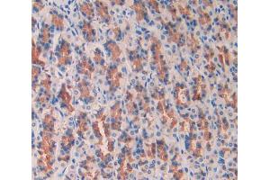 IHC-P analysis of stomach tissue, with DAB staining. (PIGR anticorps  (AA 343-447))