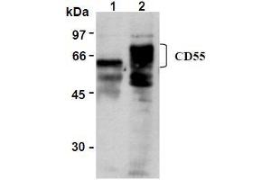 Western Blotting (WB) image for anti-Complement Decay-Accelerating Factor (CD55) antibody (ABIN1106464) (CD55 anticorps)