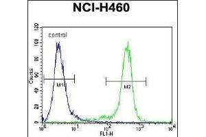 NBN Antibody (C-term) (ABIN655721 and ABIN2845169) flow cytometric analysis of NCI- cells (right histogram) compared to a negative control cell (left histogram). (Nibrin anticorps  (C-Term))