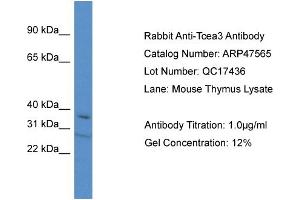 Western Blotting (WB) image for anti-Transcription Elongation Factor A (SII), 3 (TCEA3) (C-Term) antibody (ABIN2783022) (TCEA3 anticorps  (C-Term))