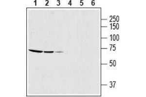 Western blot analysis of rat skeletal muscle lysate (lanes 1 and 4, 1:600), mouse brain membrane (lanes 2 and 5) and human OVCAR3 ovarian adenocarcinoma cell line lysate (lanes 3 and 6): - 1-3. (SLC25A12 anticorps  (Intracellular, N-Term))