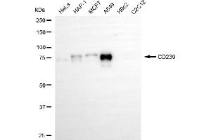 Western blotting analysis using CD239 antibody (ABIN7797731).