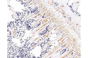Immunohistochemistry analysis of paraffin-embedded rat bone using COL2A1 Monoclonal Antibody at dilution of 1:300. (COL2A1 anticorps)