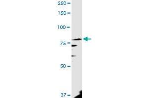 PANK4 MaxPab rabbit polyclonal antibody.
