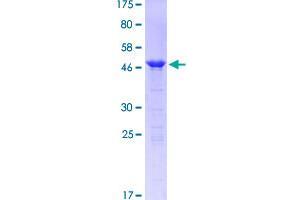 Image no. 1 for Protein Phosphatase 1, Regulatory (Inhibitor) Subunit 1B (PPP1R1B) (AA 1-168) protein (GST tag) (ABIN1315972)