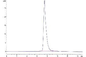 The purity of Human DKK1 N terminal Domain is greater than 95 % as determined by SEC-HPLC. (DKK1 Protein (AA 32-142) (Fc-Avi Tag))