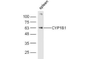 Mouse spleen probed with Rabbit Anti-CYP1B1 Polyclonal Antibody, Unconjugated  at 1:500 for 90 min at 37˚C. (CYP1B1 anticorps  (AA 441-543))